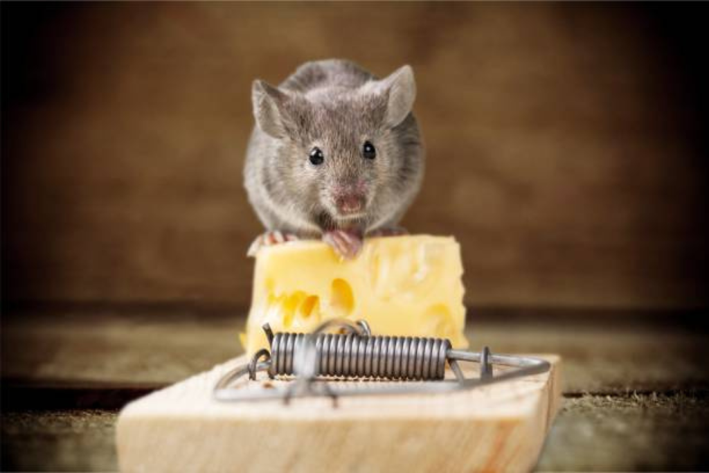 Rodent Control