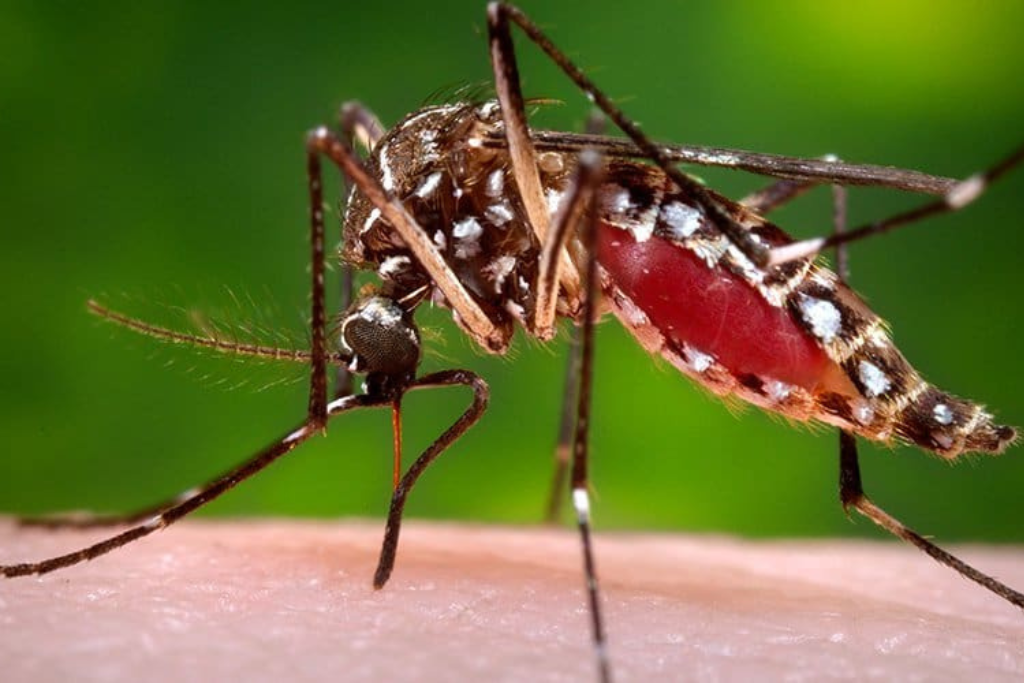 Mosquito Control