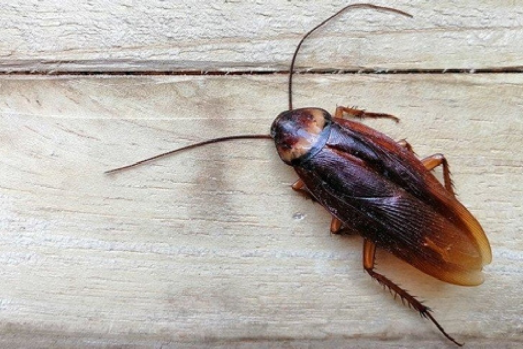 Cockroach control
